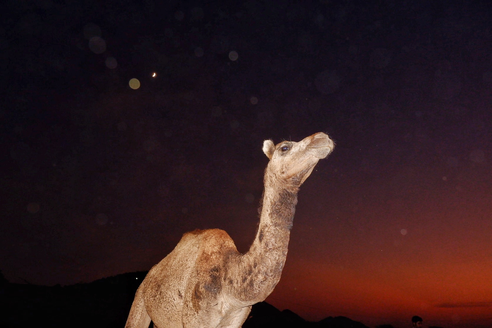 Life in Pushkar photograph 11